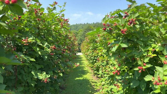 A walk between the rows of blackberries
