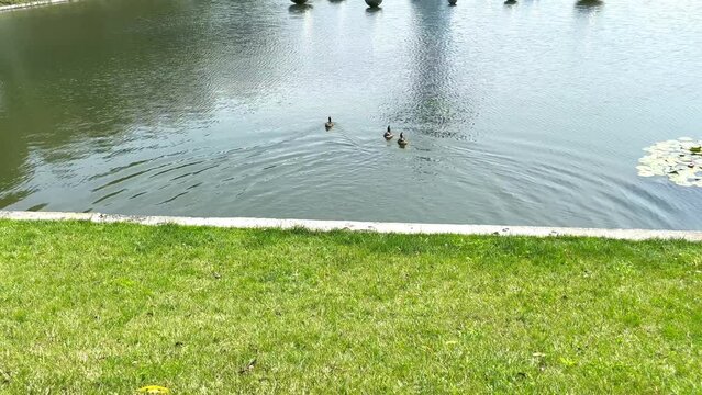 Ducks on the city lake