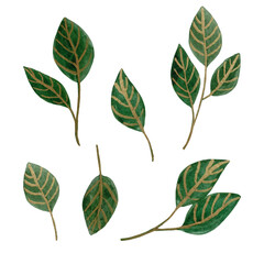 Watercolor designer elements set collection of green leaves. Decorative beauty elegant illustration for design