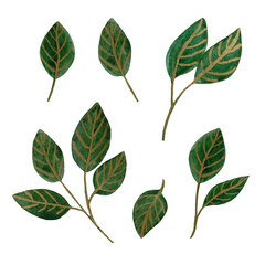 Watercolor designer elements set collection of green leaves. Decorative beauty elegant illustration for design