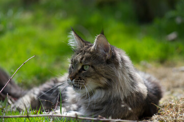 Naklejka na ściany i meble Liegende Maine Coon Katze im sommerlichen Garten