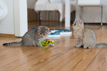Zwei spielende golden tabby Britisch Kurzhaar Kätzchen