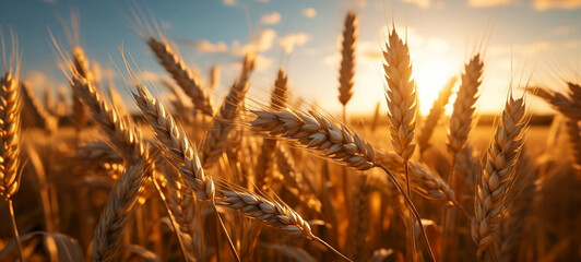Wheat field at sunset. Generative AI. © AL Pires
