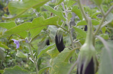 Eggplant plants in the rice fields grow lush green, flower and bear fruit and are ready to be harvested by the farmers.