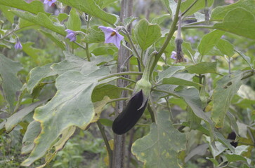 Eggplant plants in the rice fields grow lush green, flower and bear fruit and are ready to be harvested by the farmers.