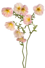 Naklejka na ściany i meble petunia flower isolated