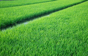 Fototapeta premium green rice field