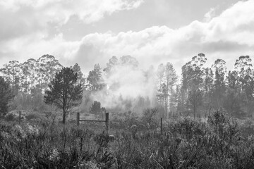 Forest fire in an Eucalyptus plantation, black and white - Sao Francisco de Paula, South of Brazil