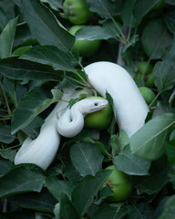 White snake with blue eyes on apple tree branch. Ball python. White python in Summer Garden. Exotic pet portrait