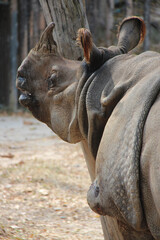 indian rhino in a zoo in chiang mai in thailand 