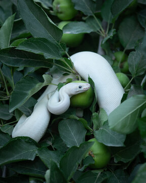 White snake with blue eyes on apple tree branch. Ball python. White python in Summer Garden. Exotic pet portrait