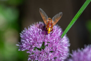 Hornissenschwebfliege auf Blüte Makro
