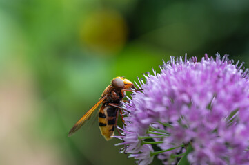 Hornissenschwebfliege auf Blüte Makro