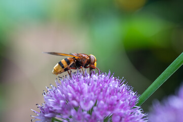 Hornissenschwebfliege auf Knoblauchgras-Blüte Makro