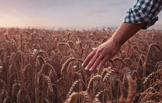 Close up of male farmer hand in the wheat field after the sunset with copy space