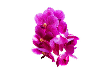 Pink orchid Cymbidium bunch flower bouquet isolated on cut out PNG. Highlights is fragrance is similar to perfume. Flowering, giving beautiful color. Suitable for planting in house ornamental. - obrazy, fototapety, plakaty