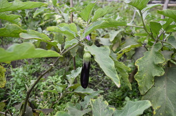 Eggplant plants in the rice fields grow lush green, flower and bear fruit and are ready to be harvested by the farmers.