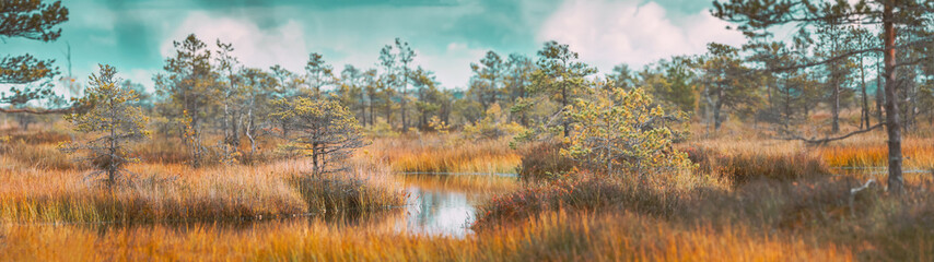 Fototapeta na wymiar Bright Dramatic Sky Above Wetland. Panoramic View On Natural Swamp. Nature Reserve At Autumn Sunny Day. Coniferous Trees At Bog.