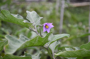 Eggplant plants in the rice fields grow lush green, flower and bear fruit and are ready to be harvested by the farmers.