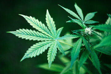 Fresh green leaves of cannabis marijuana close up. Medical marijuana growing concept