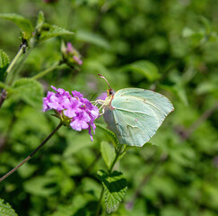 Gonepteryx Cleopatra butterfly on purple blooming Lantana Montevidensis small flower. Close up