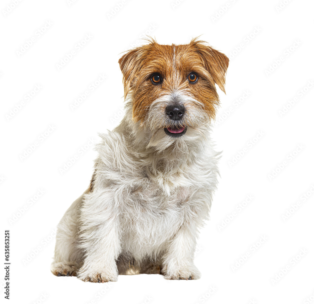 Sticker mixedbreed dog with jack russel terrier, sitting, panting, isolated on white