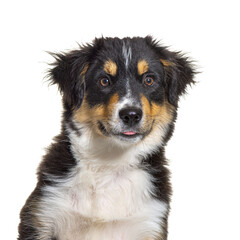 Black and tan Puppy Miniature American Shepherd, fourteen weeks old