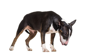 Dog looking down, standing, Bull terrier isolated on white - obrazy, fototapety, plakaty