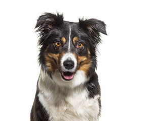 Head shot portrait of a Tri-color border collie dog facing, isolated on white
