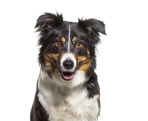 Head shot portrait of a Tri-color border collie dog facing, isolated on white
