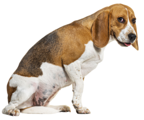 fearful Beagle dog upset making a face, fearful concept, isolated on white