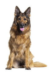 Old German shepherd dog, sitting and panting, isolated on white