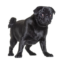 Black Pug dog standing in front and looking at the camera, isolated