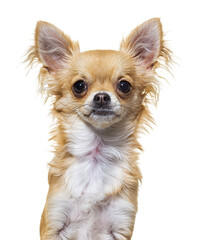 Head shot beige chihuahua dog looking at camera sitting, isolated on white