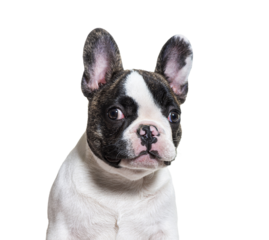 Head shot of a three months old puppy french bulldog facing at camera