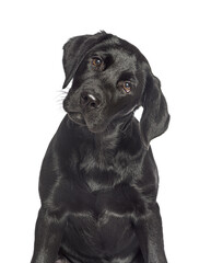 Portrait of a Black labrador dog looking a the camera, isolated on white - 635853275