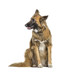 Mixedbreed dog between malinois and border collie, looking to side, panting, isolated