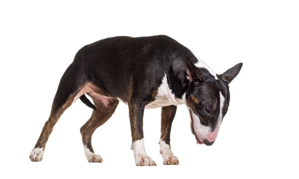 Dog looking down, standing, Bull terrier isolated on white