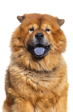Head shot of Reddish coated Chow Chow showing its Bleu tongue and looking at camera, isolated