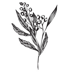 Vector composition of branch with berries. ink hand drawing wild plants and herbs, monochrome artistic botanical illustration for backgrounds. Temlate for wedding cards and polygraphy, logo, tattoo