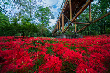 巾着田曼珠沙華公園　彼岸花畑とあいあい橋【埼玉県・日高市】　
Scenery of Red spider lily garden. Famous places in Saitama, Japan