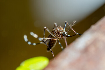 Mosquitoes on a leaf