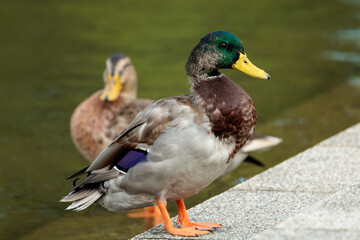 Mallard (Anas platyrhynchos)