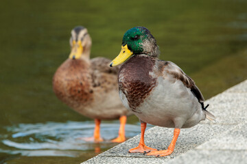 Mallard (Anas platyrhynchos)