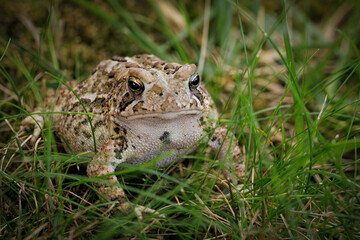 Toad (2023)