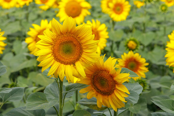 Beautiful sunflowers in a farm field