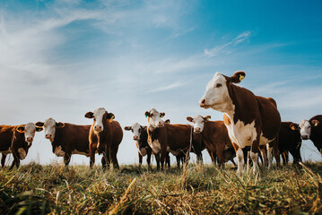 cows in the field