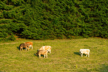 Obraz premium Cows in the Dolomites, Riva del Garda, Italy