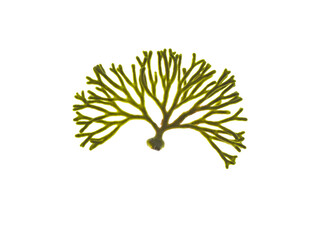 Codium tomentosum or spongeweed algae isolated transparent png. Velvet horn seaweed.