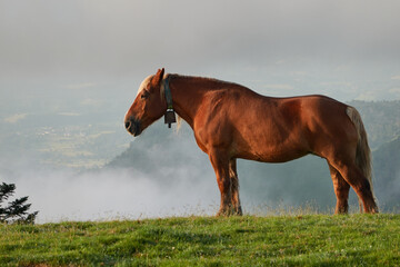 Obraz premium Horses grazing on the Col de la Hourcère from where you can see great peaks of the Pyrenees such as Pic d'Anie, in the French Pyrenees region
